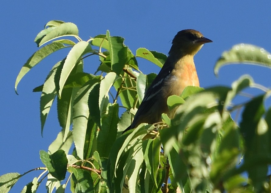 Oriole de Baltimore - ML249068271