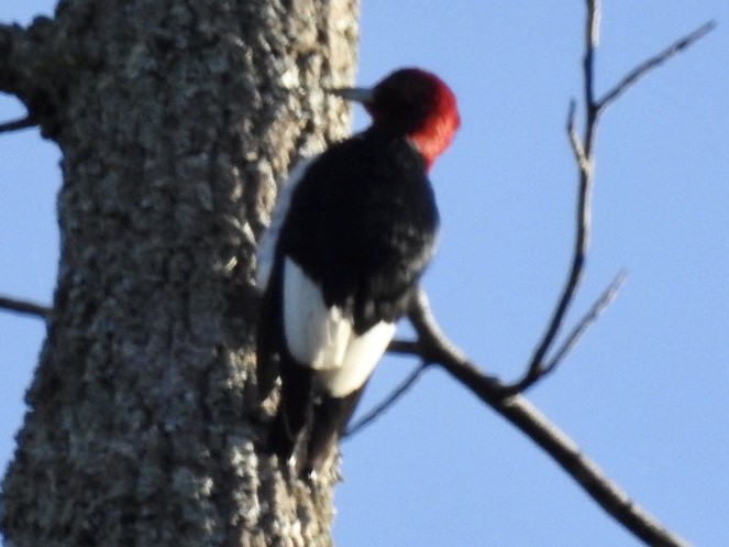 Pic à tête rouge - ML249070471