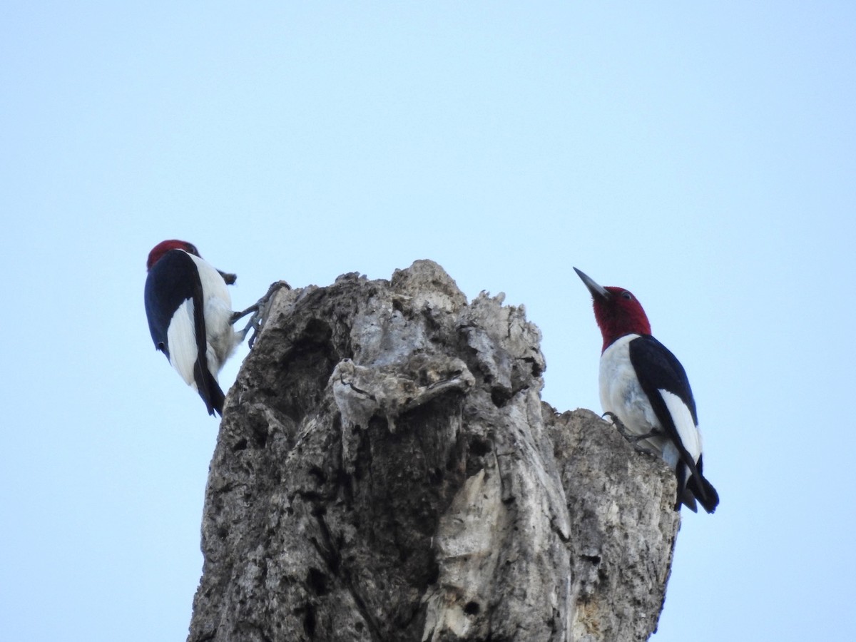 Red-headed Woodpecker - ML249070491