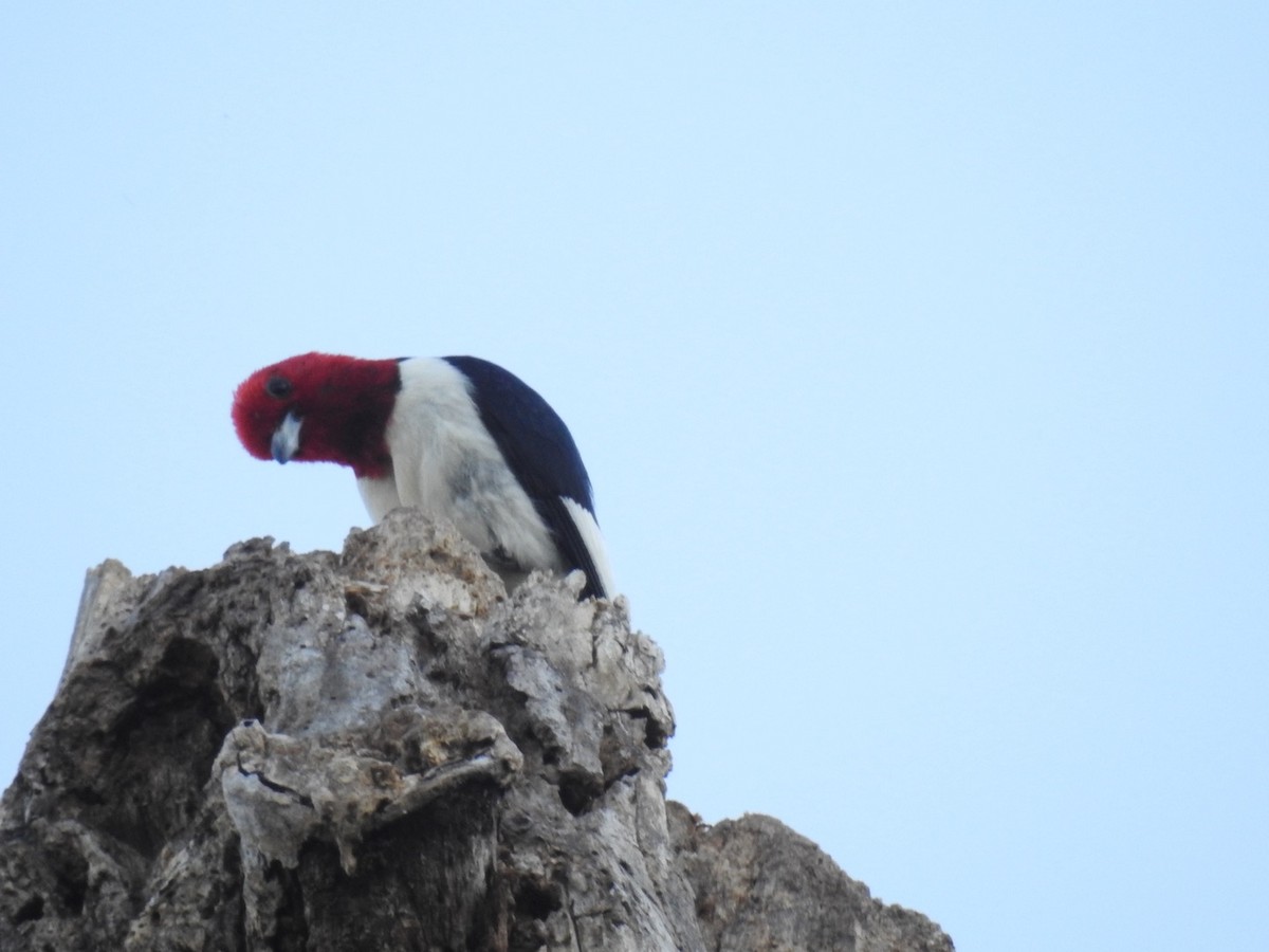 Red-headed Woodpecker - ML249070511