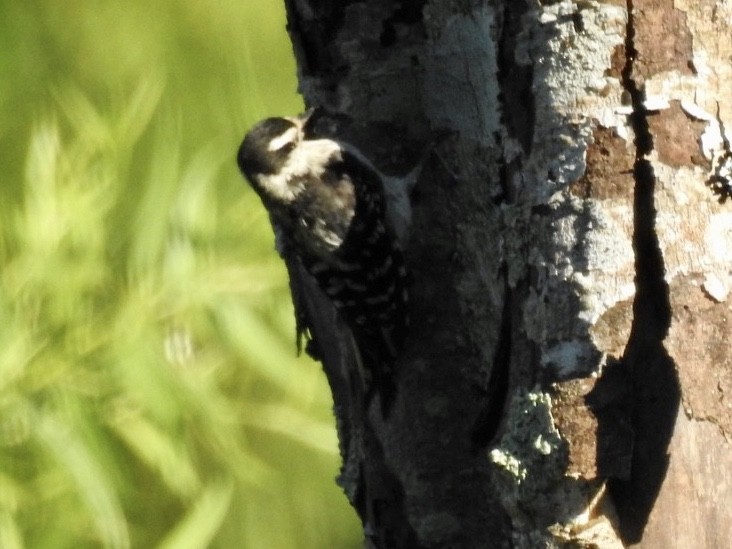 Downy Woodpecker - ML249070541