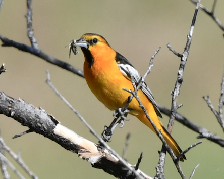 Bullock's Oriole - ML249070561