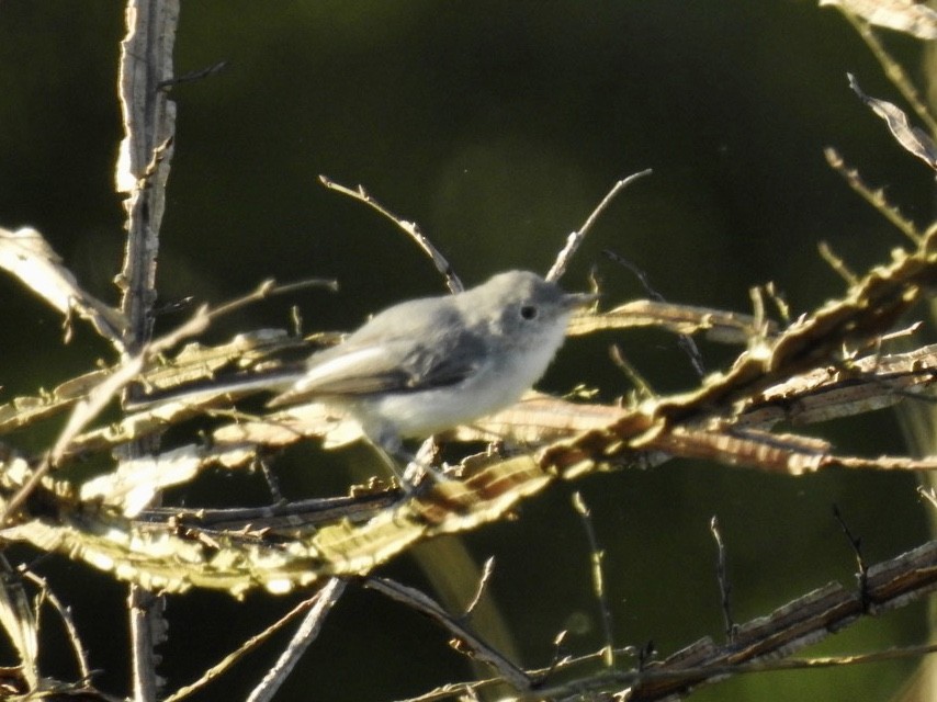 Blue-gray Gnatcatcher - ML249070601