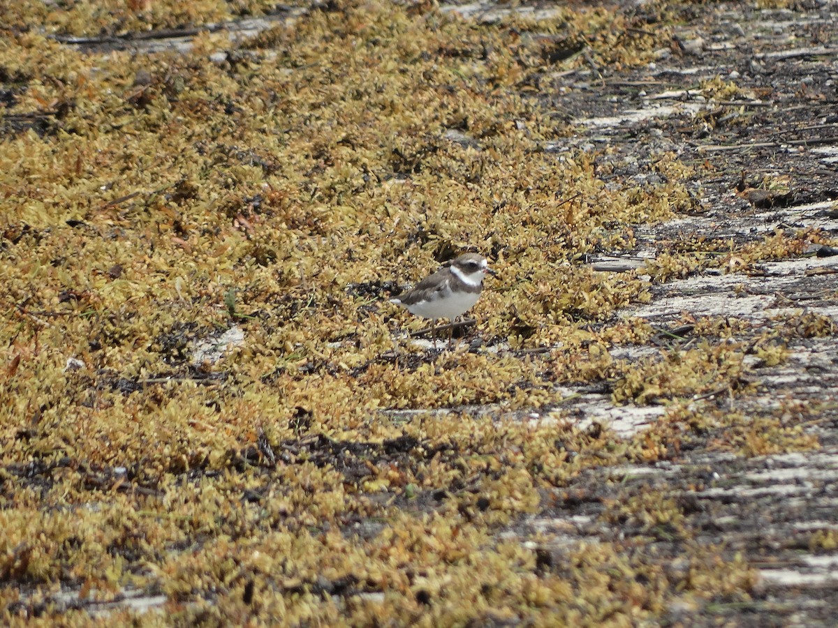 Semipalmated Plover - Kenrith Carter