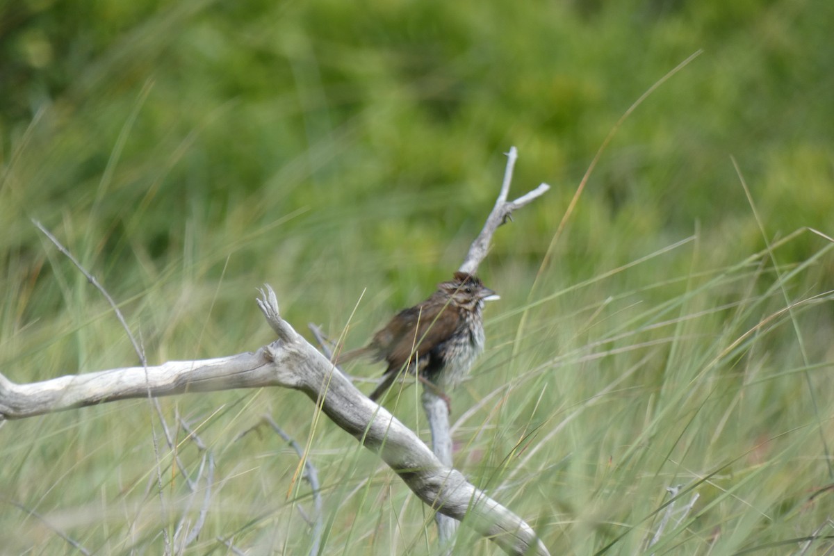 Song Sparrow (melodia/atlantica) - ML249071521