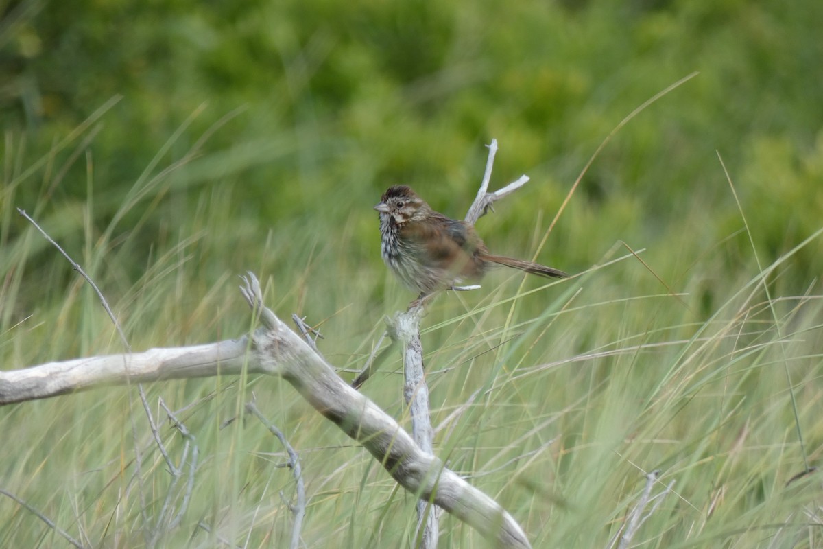 Song Sparrow (melodia/atlantica) - ML249071541