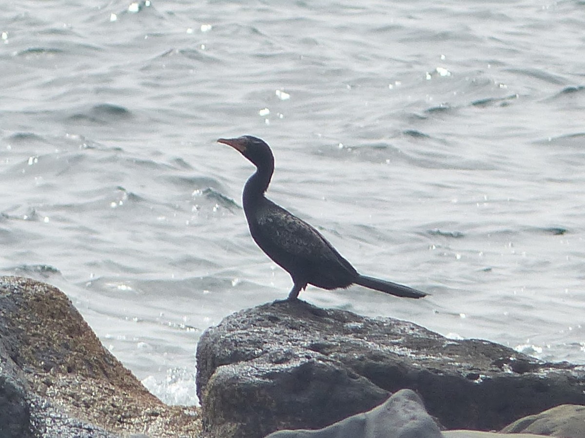 Long-tailed Cormorant - ML249072571