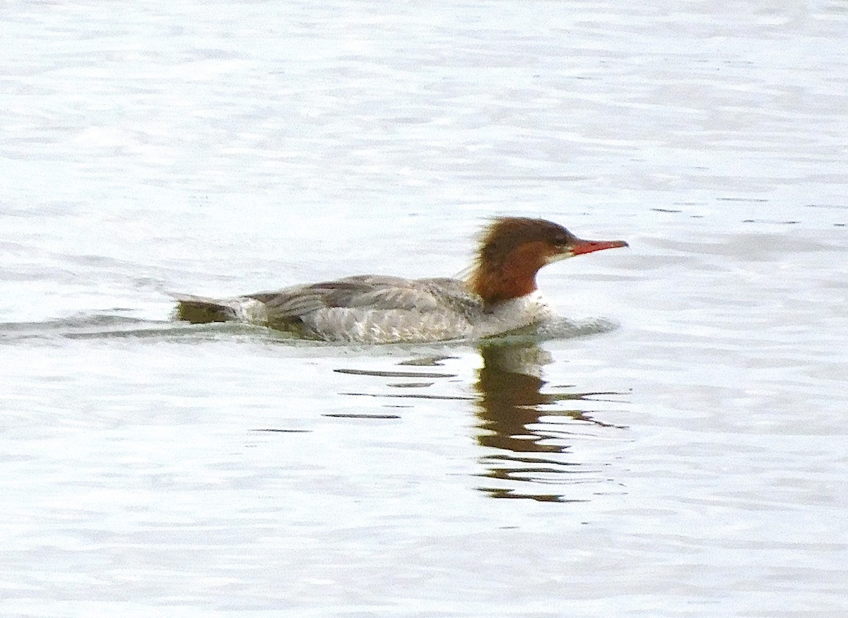 Common Merganser - ML249076801