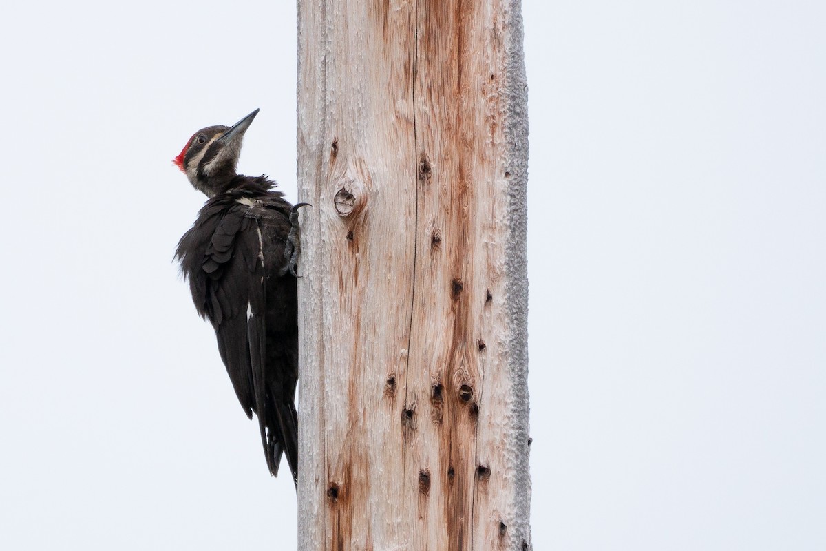 Pileated Woodpecker - ML249077661