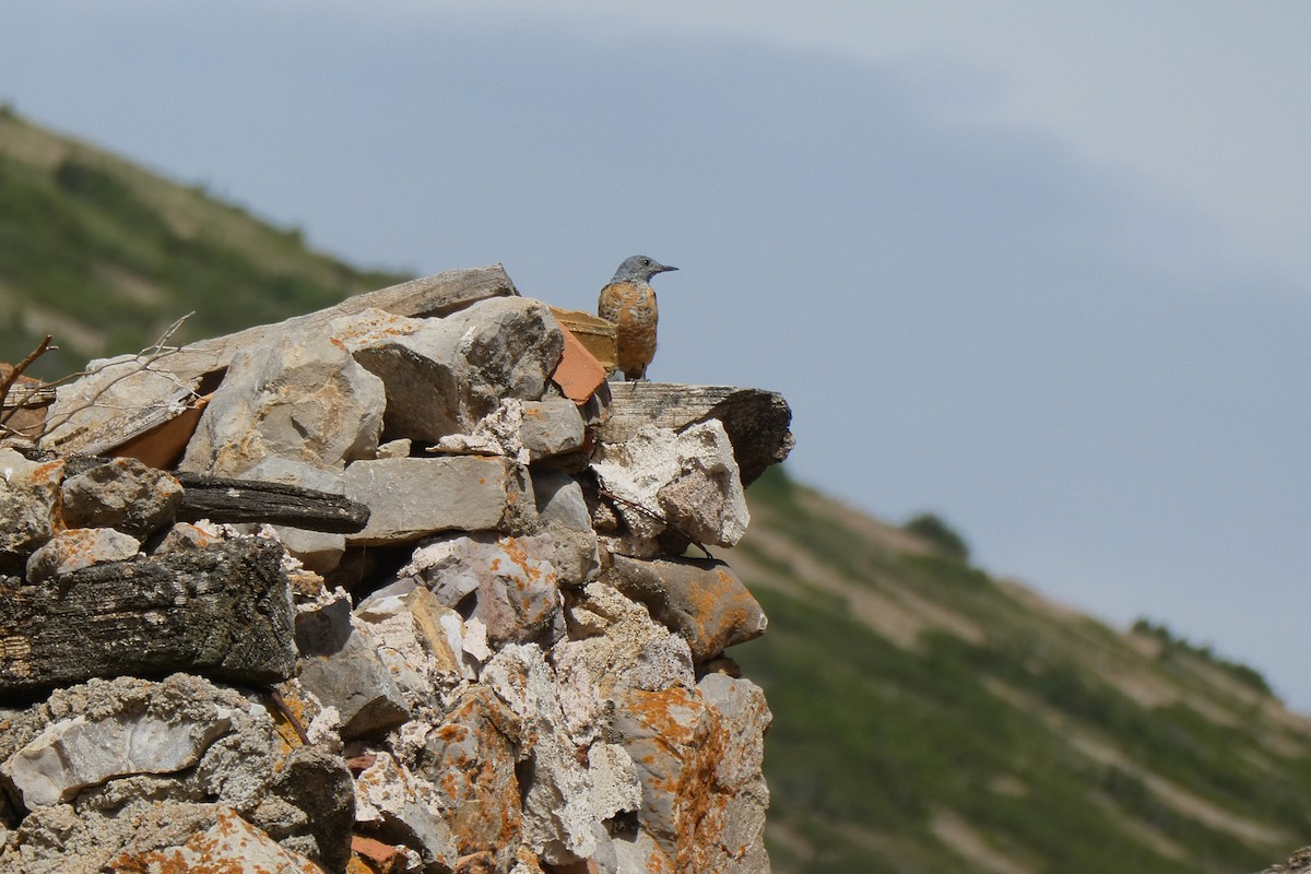 Rufous-tailed Rock-Thrush - ML249079251