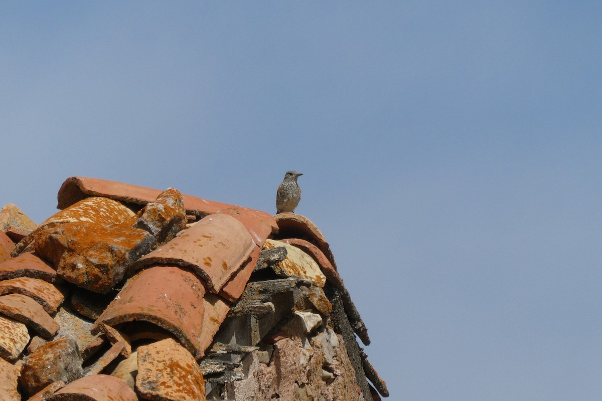Rufous-tailed Rock-Thrush - ML249079421