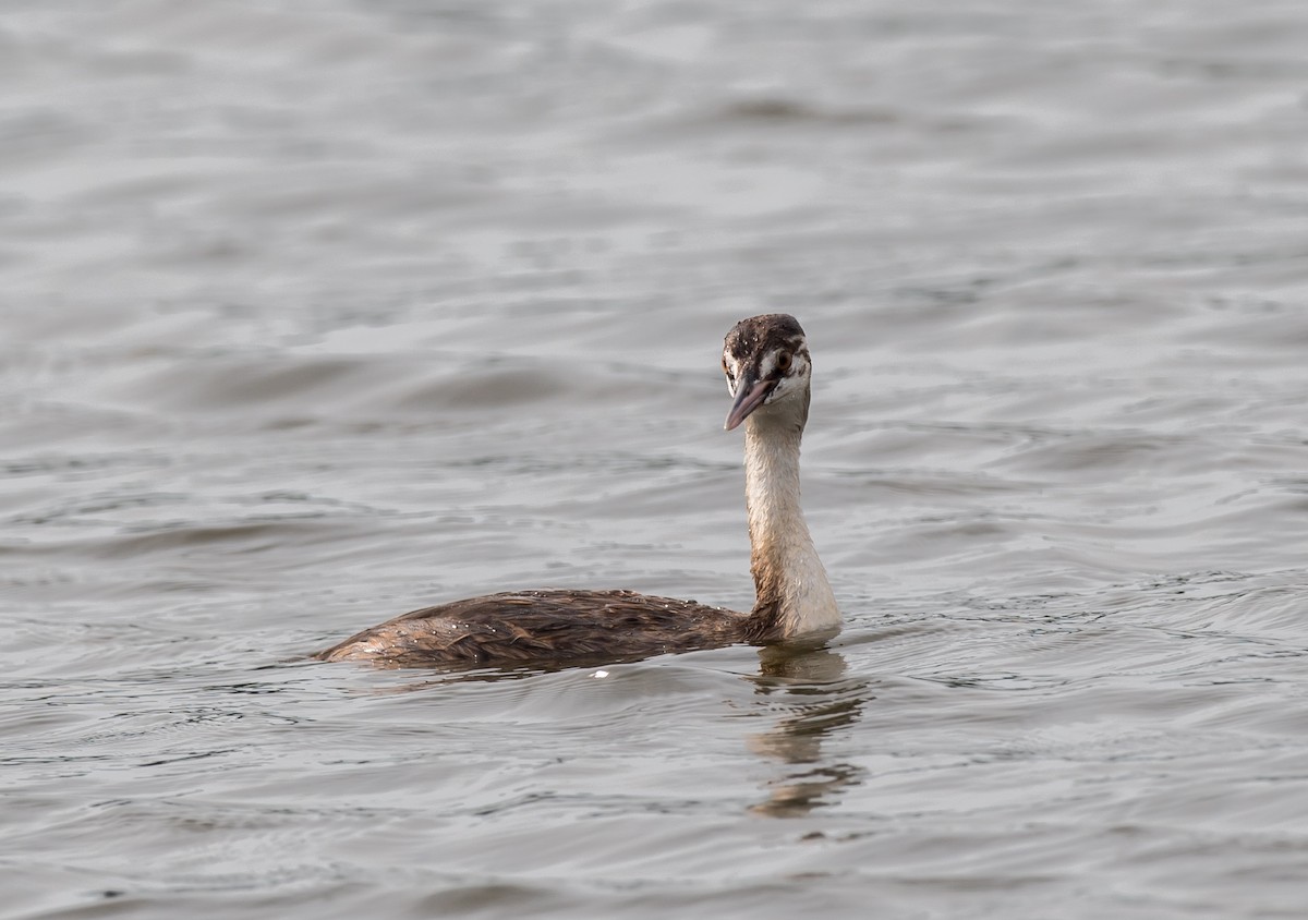 Great Crested Grebe - ML249079641