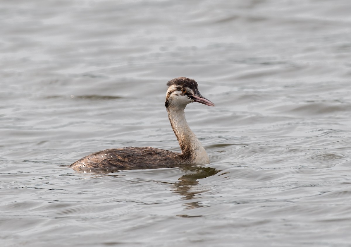 Great Crested Grebe - ML249079651