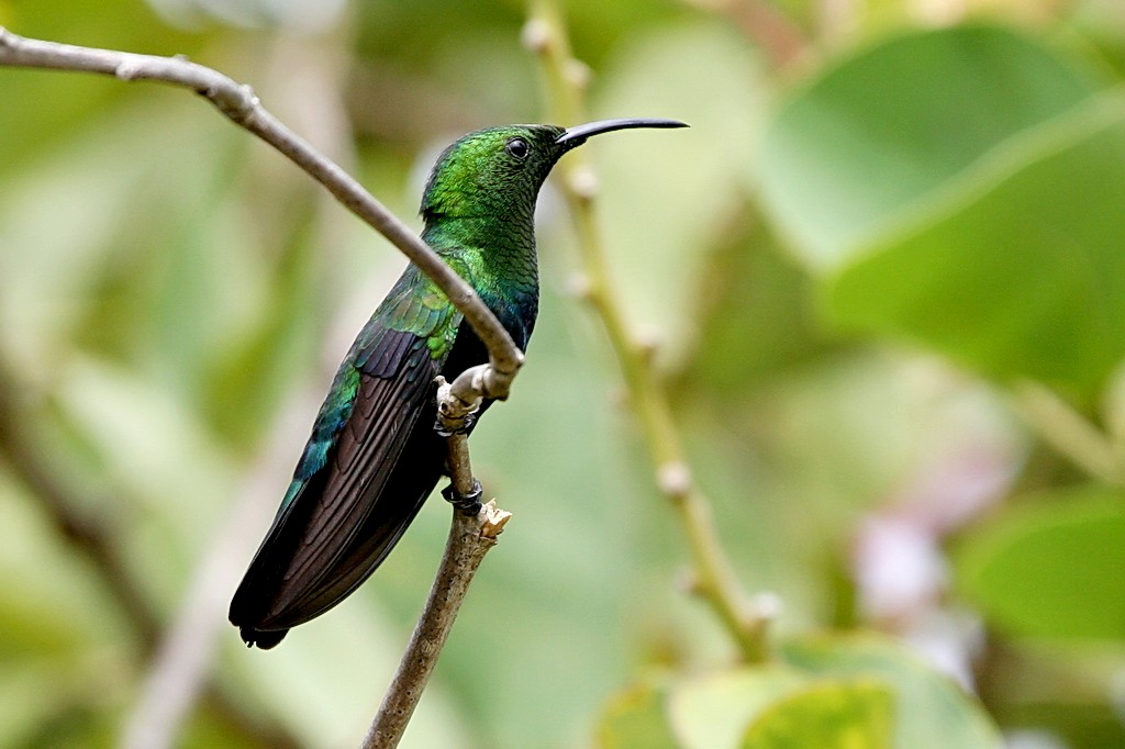 Green-throated Carib - ML249083291