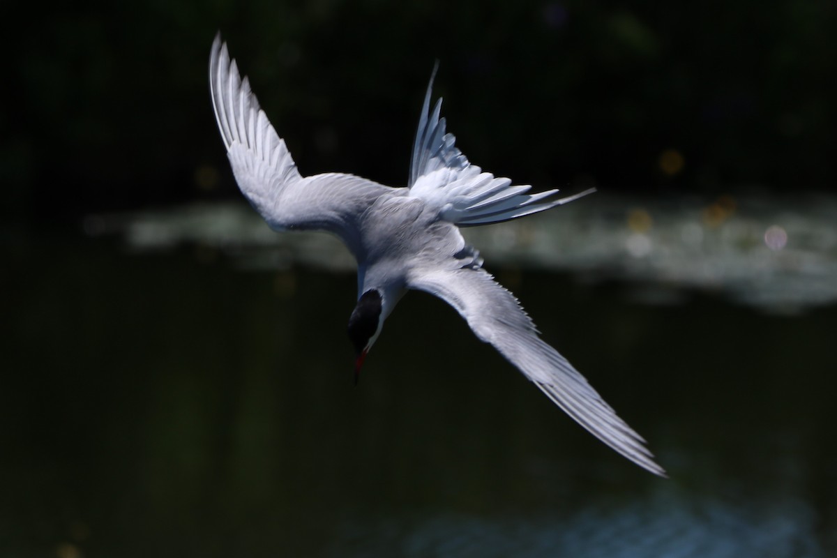 Common Tern - ML249083621