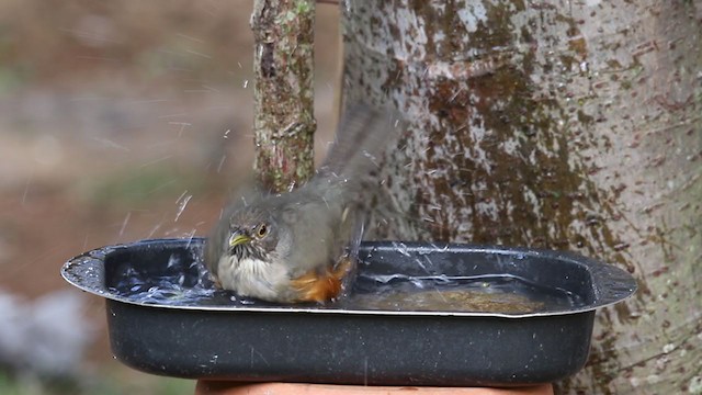 Rufous-bellied Thrush - ML249083961