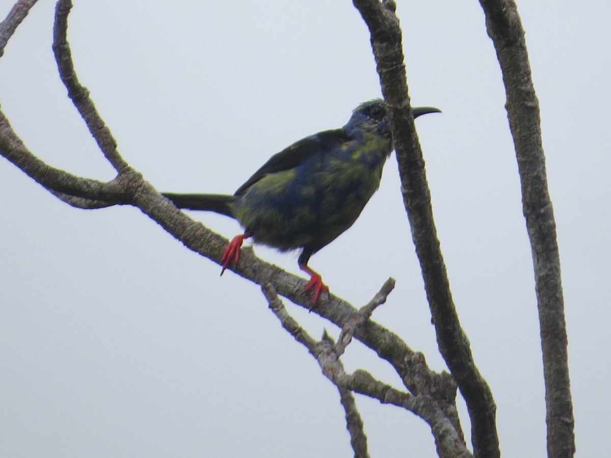 Red-legged Honeycreeper - ML249083971