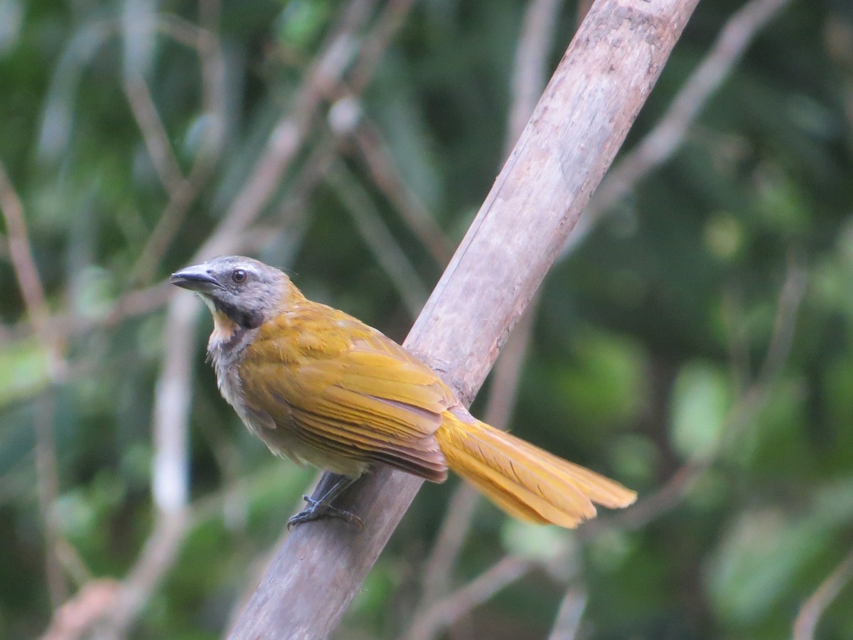 Buff-throated Saltator - ML249084021