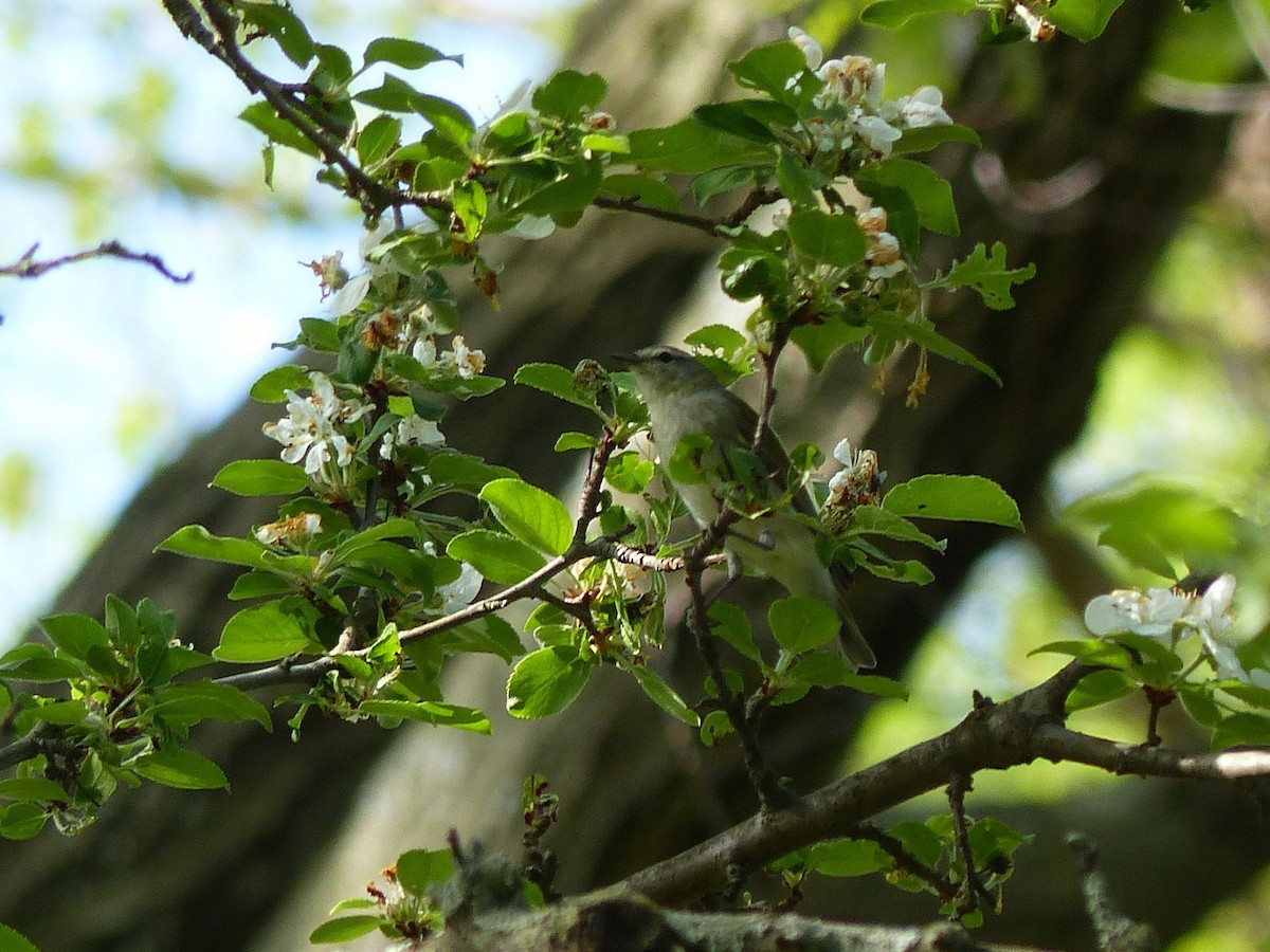 Tennessee Warbler - ML249084041