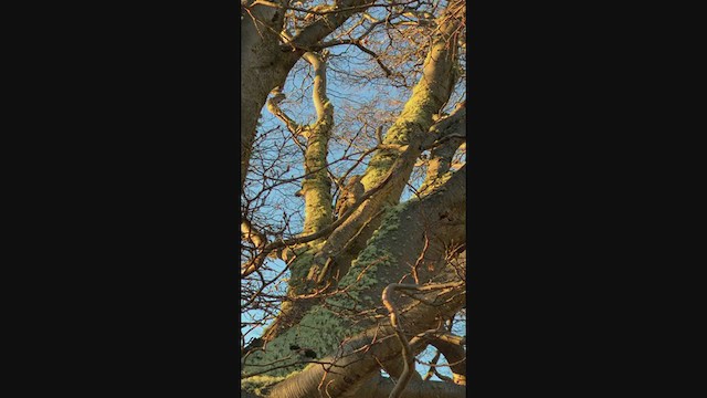 Chilean Flicker - ML249084671