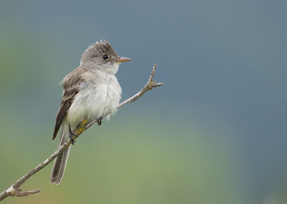 Willow Flycatcher - mark daly