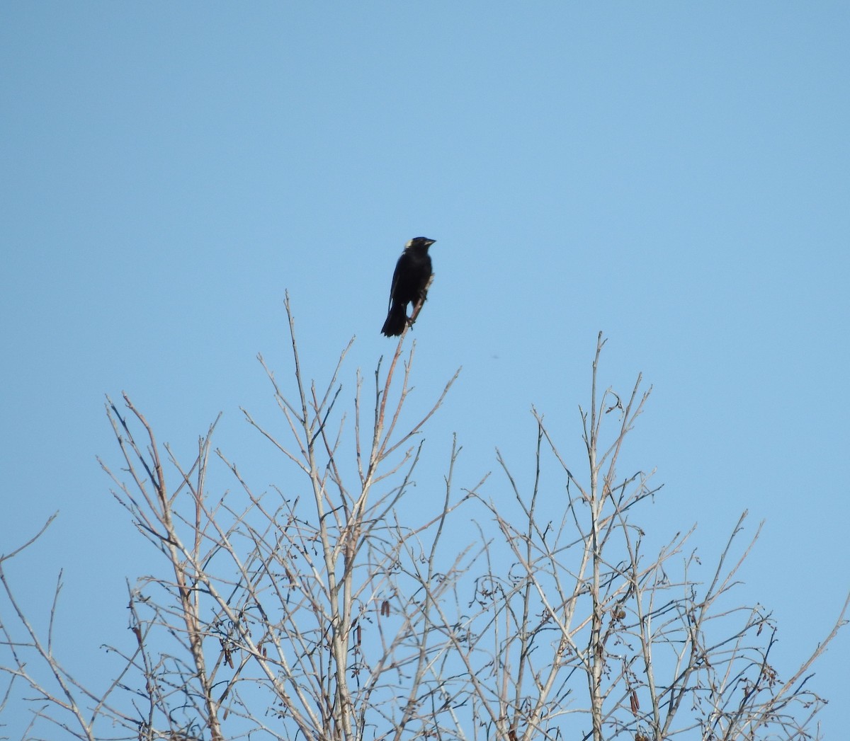 Bobolink - ML249088011