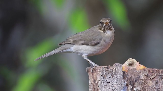 Creamy-bellied Thrush - ML249089261