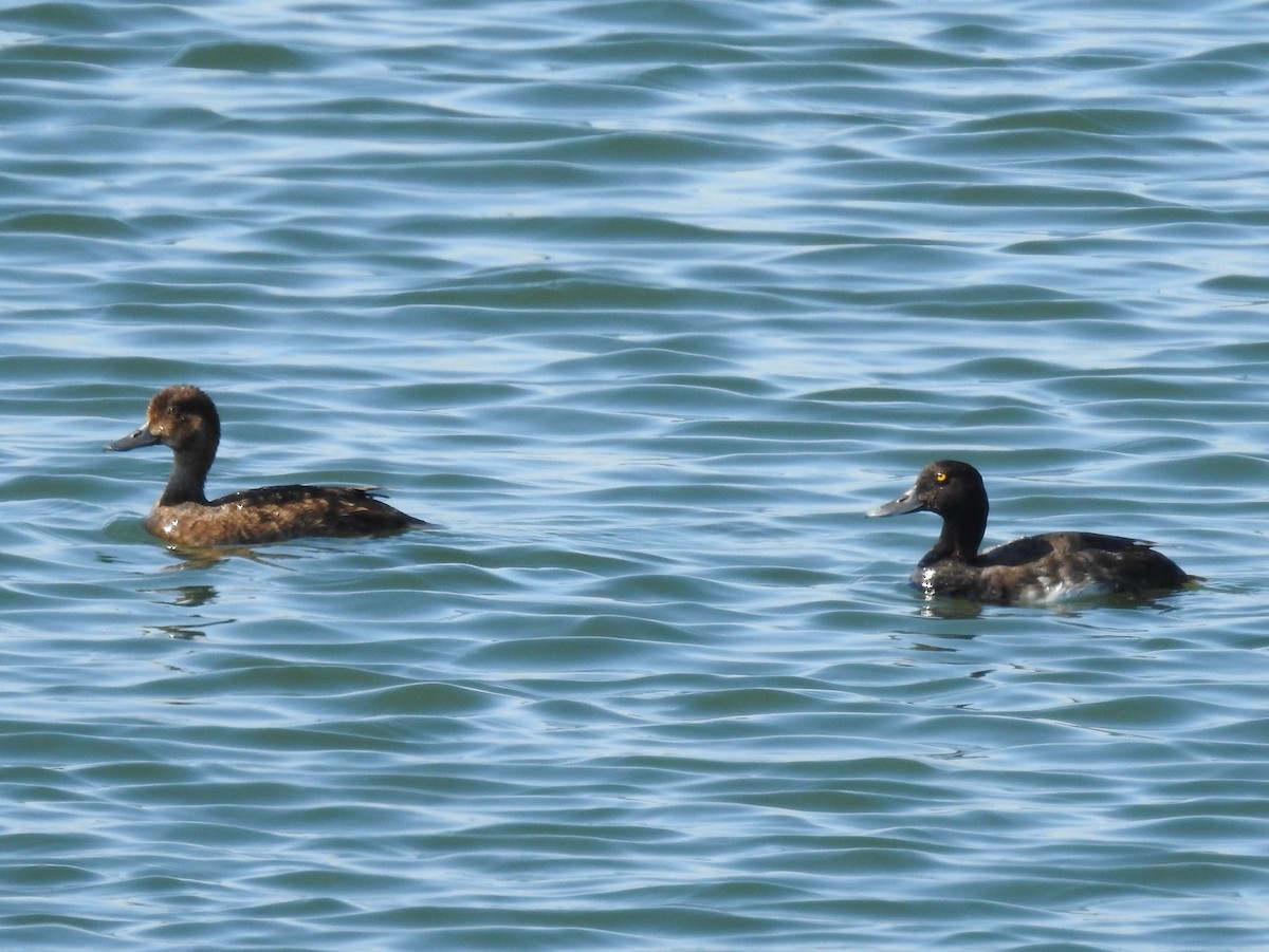 Lesser Scaup - Amy Lyyski