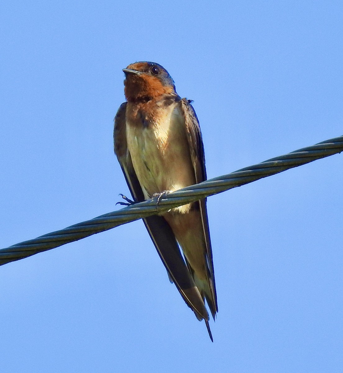 Barn Swallow - Van Remsen