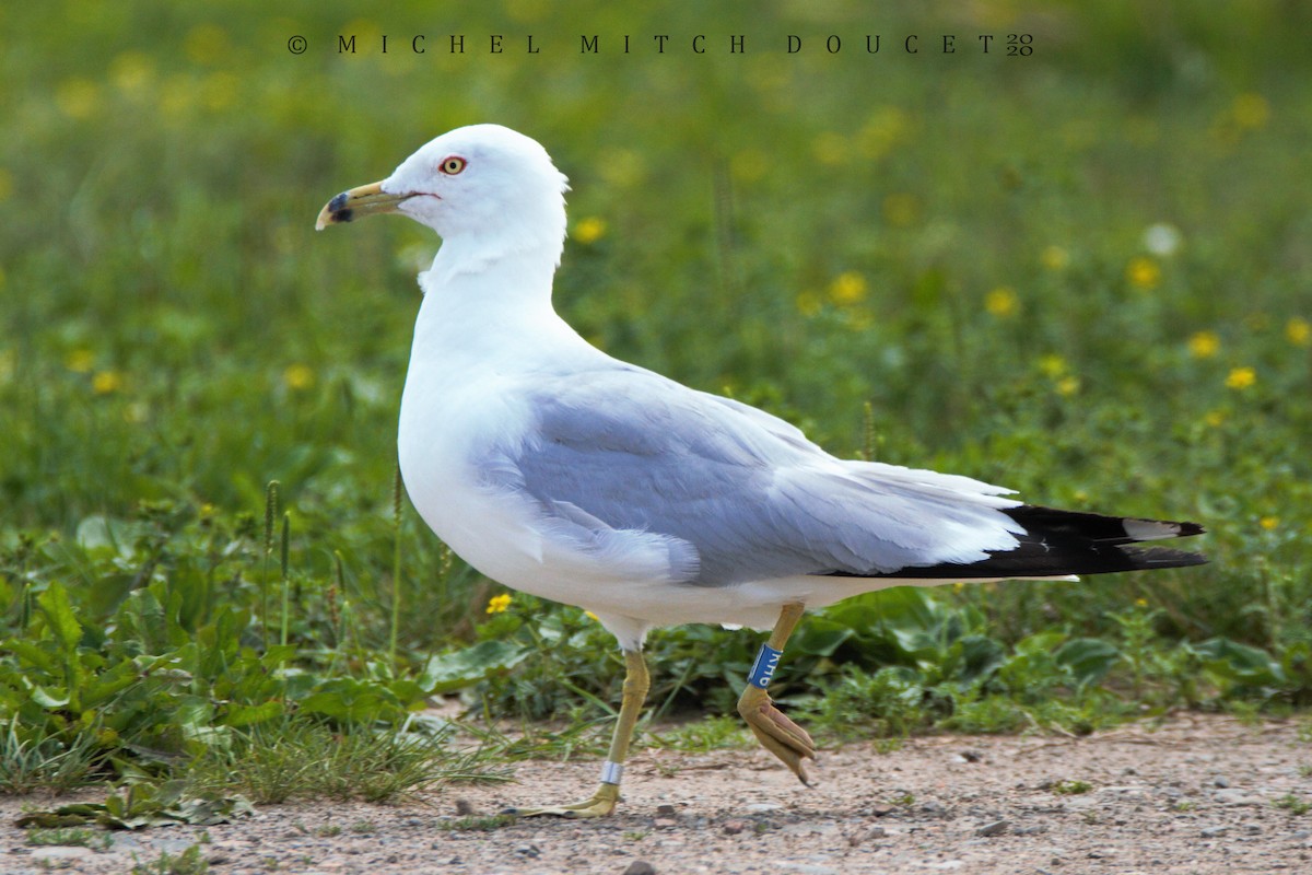 Ring-billed Gull - Mitch (Michel) Doucet
