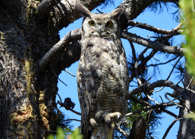 Great Horned Owl - Andy Frank