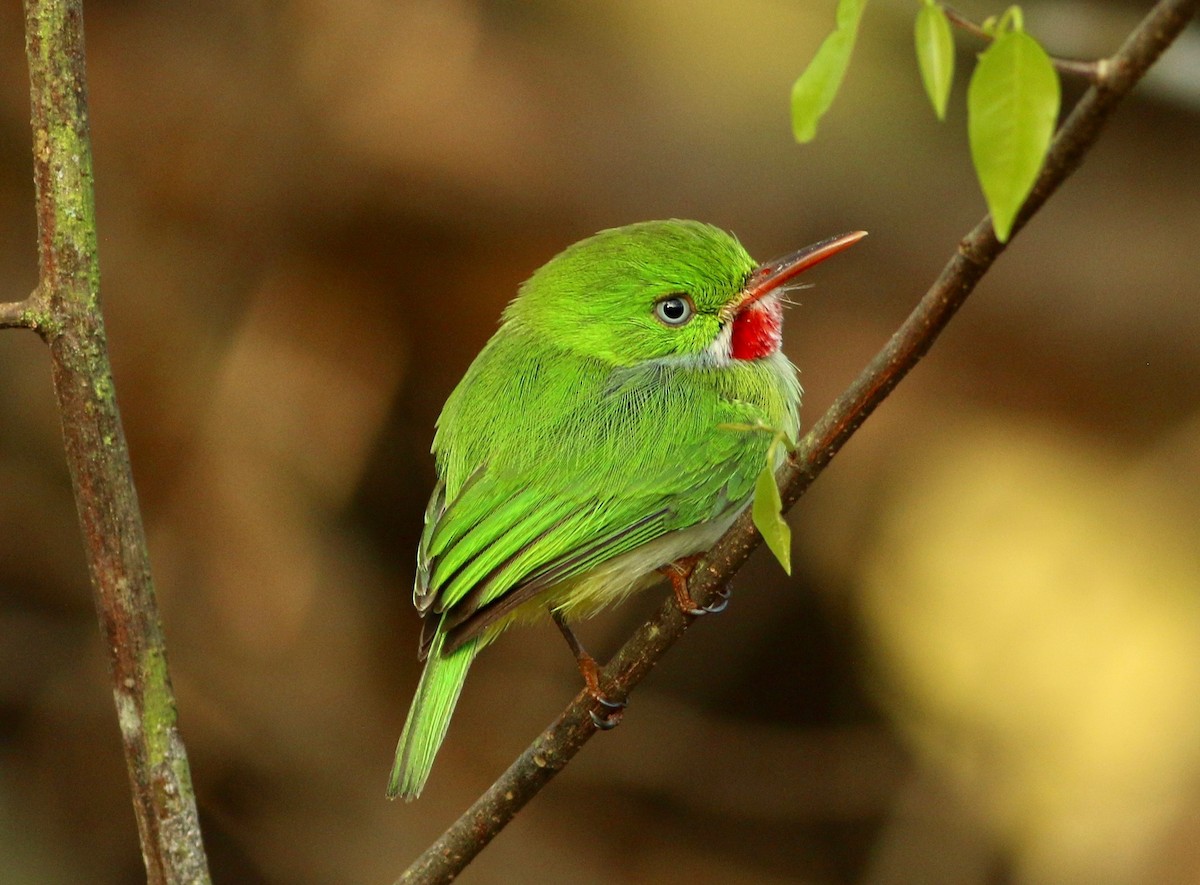 Jamaican Tody - ML249094581