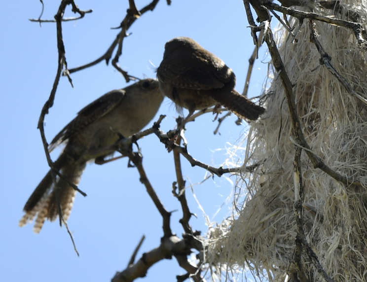 House Wren - ML249094751