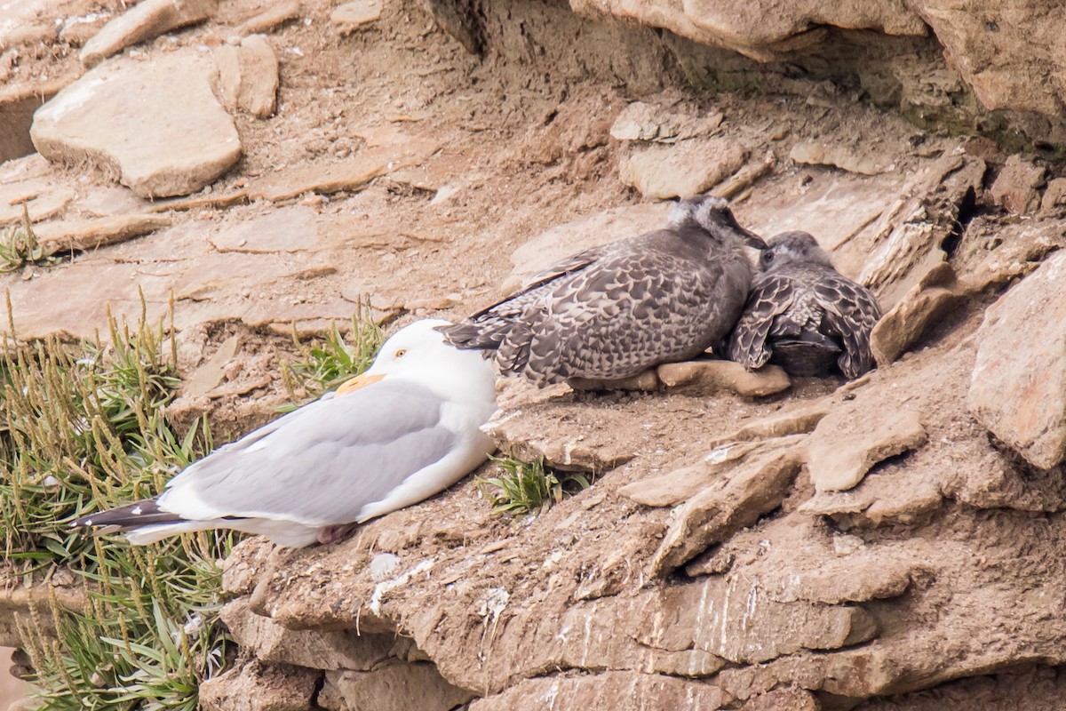 Herring Gull - ML249095101