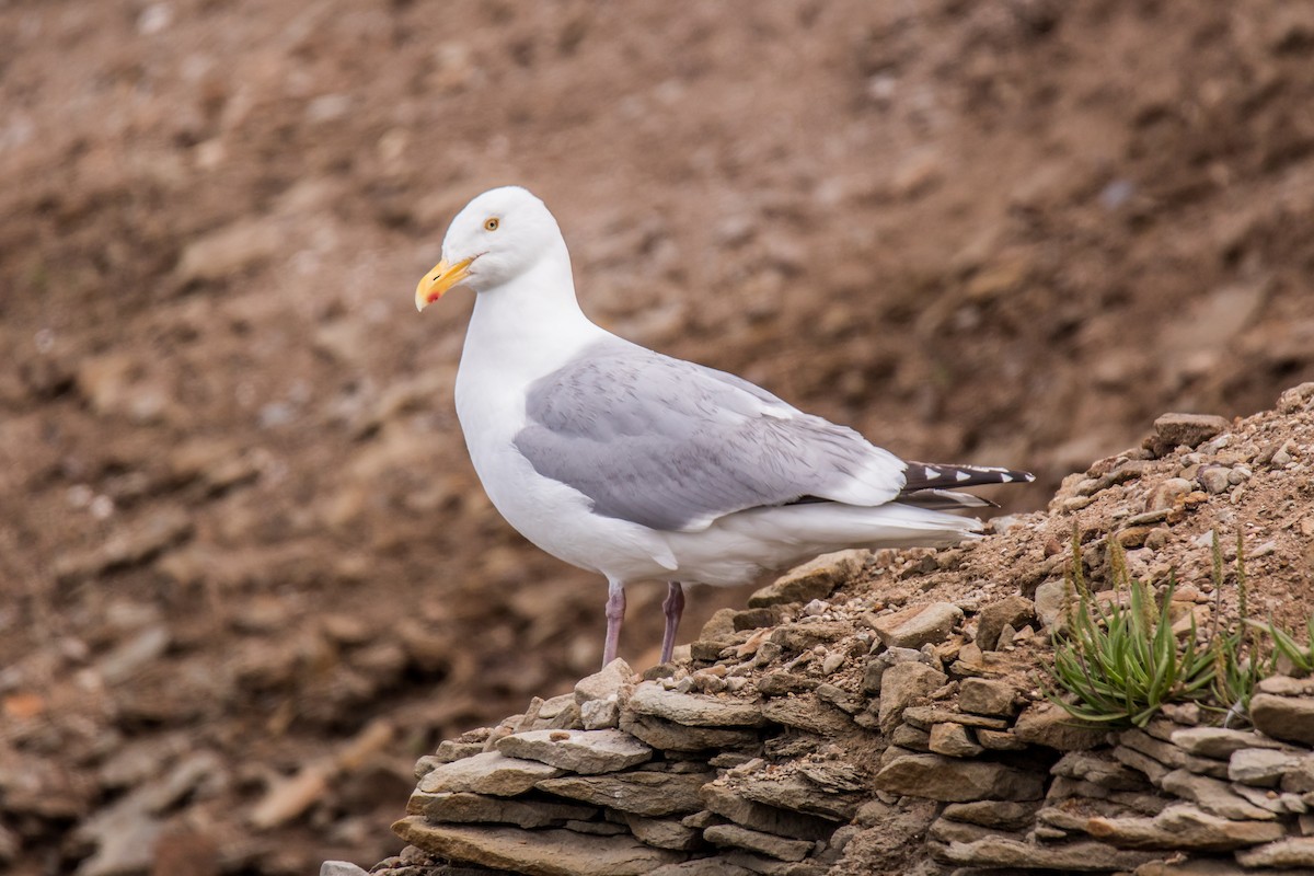 Herring Gull - ML249095131