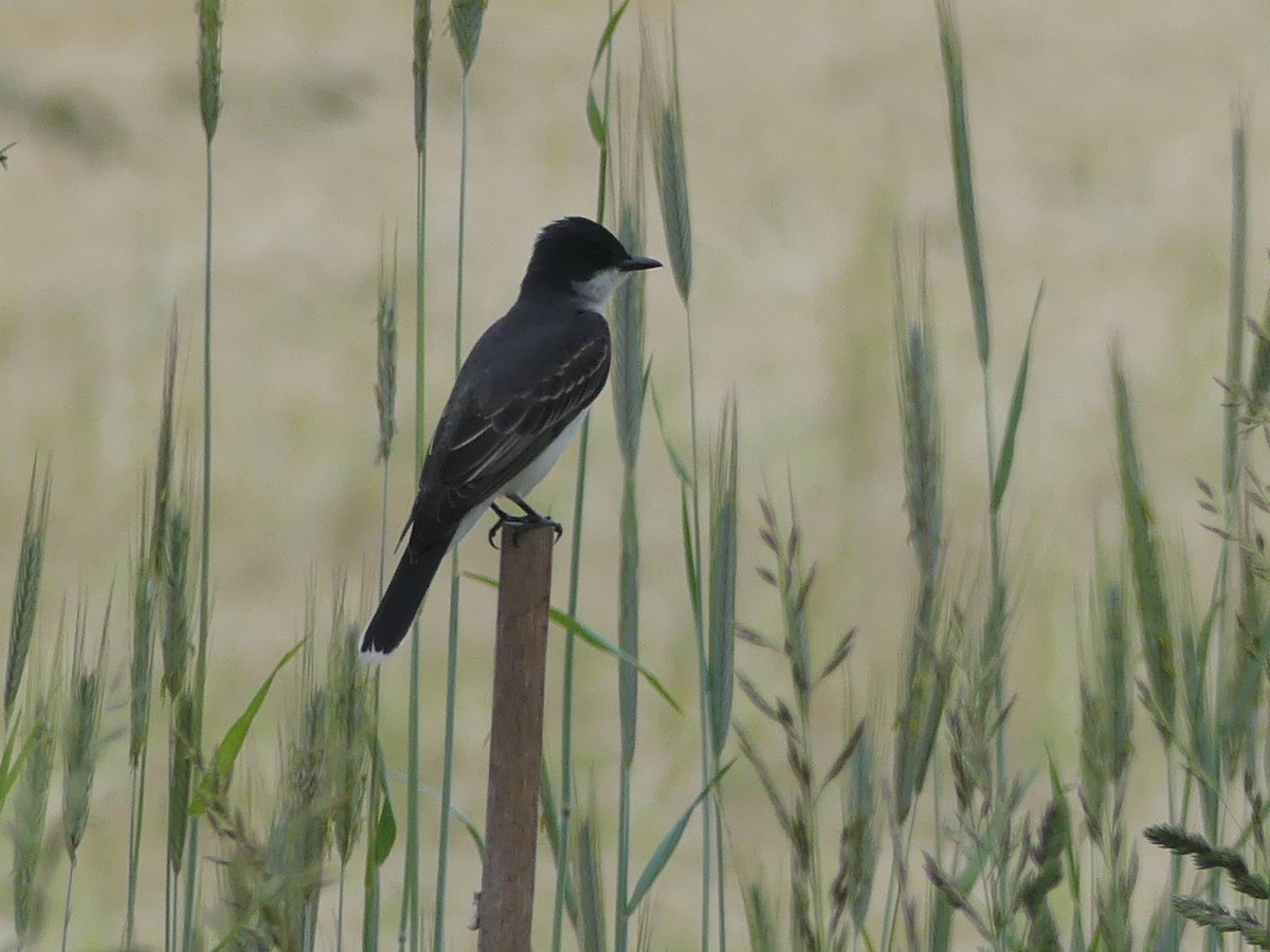 Eastern Kingbird - ML249097731