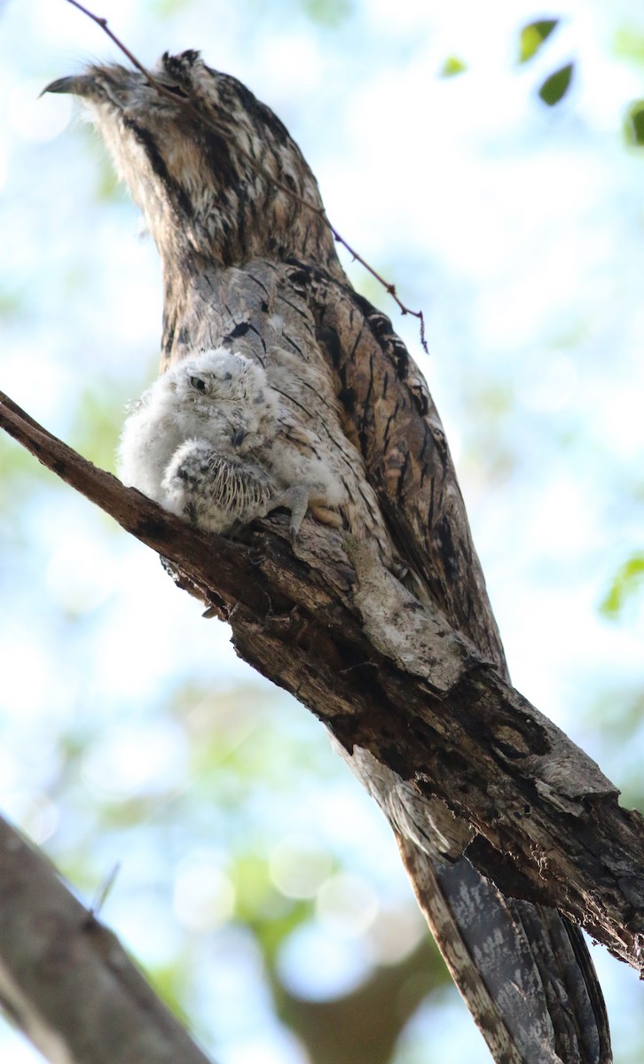 Northern Potoo - ML249099011