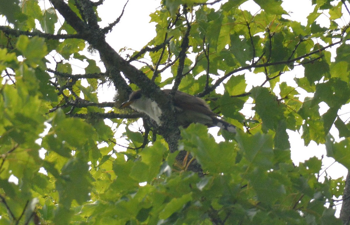 Yellow-billed Cuckoo - ML249101351