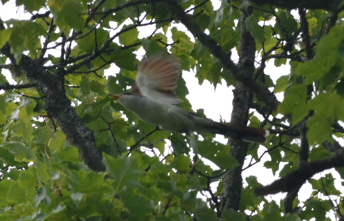 Yellow-billed Cuckoo - ML249101471
