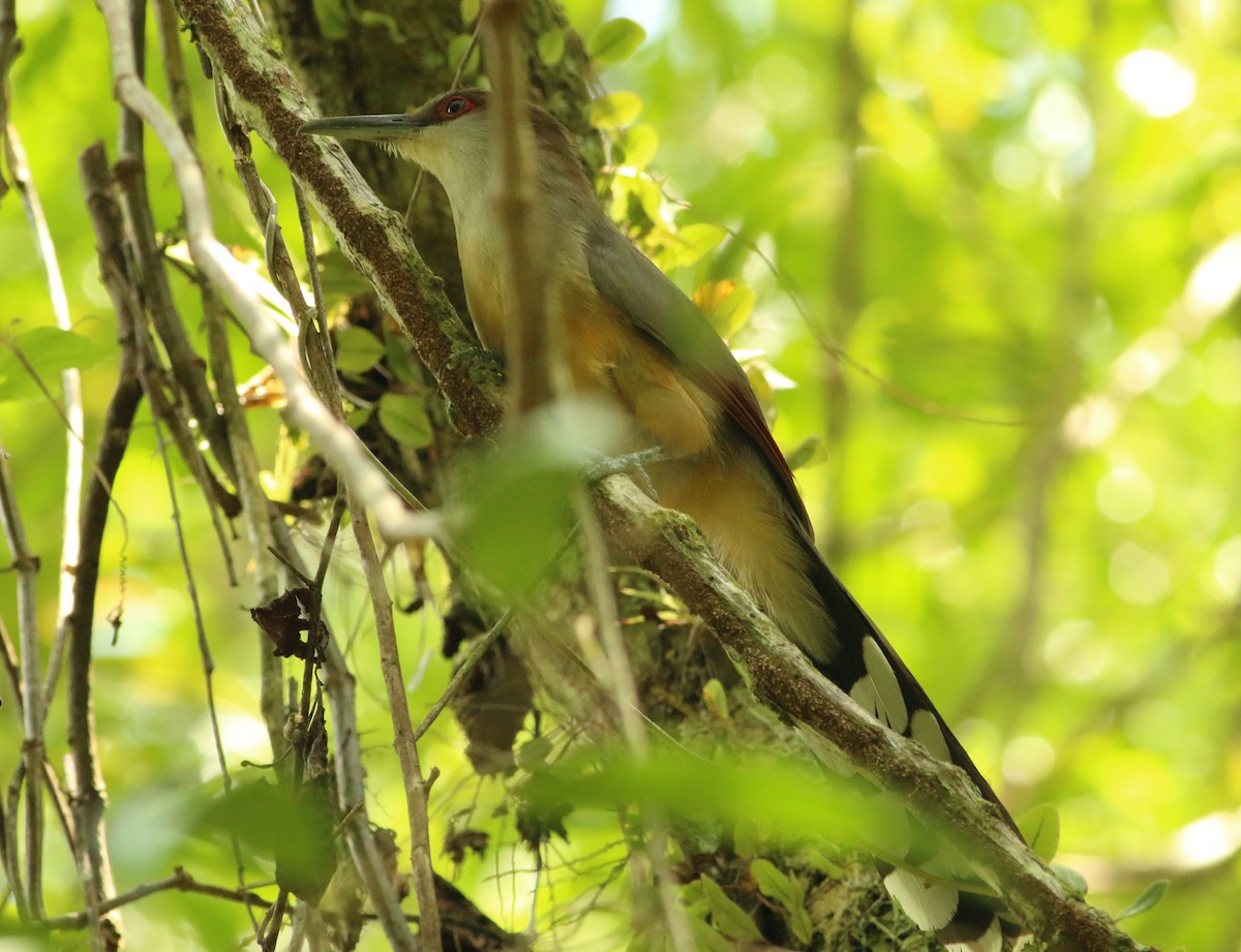 Jamaican Lizard-Cuckoo - ML249102221