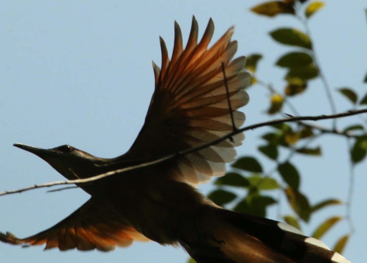 Jamaican Lizard-Cuckoo - ML249102421