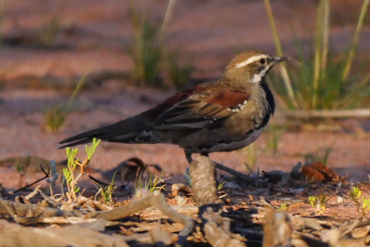Chestnut Quail-thrush - ML249102431