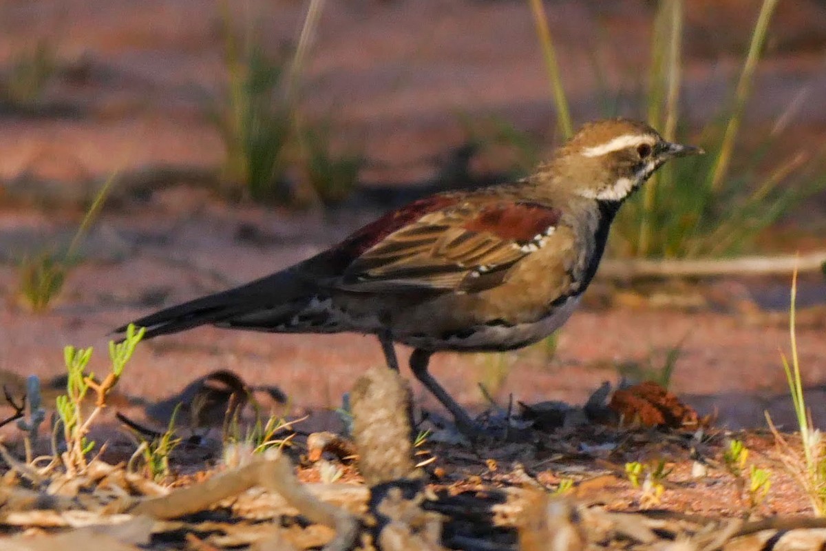 Chestnut Quail-thrush - ML249102441