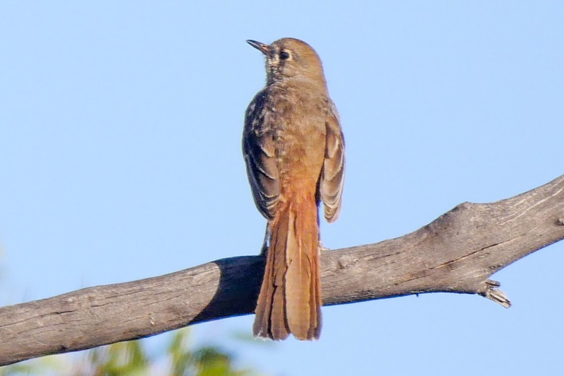 Southern Scrub-Robin - ML249102851