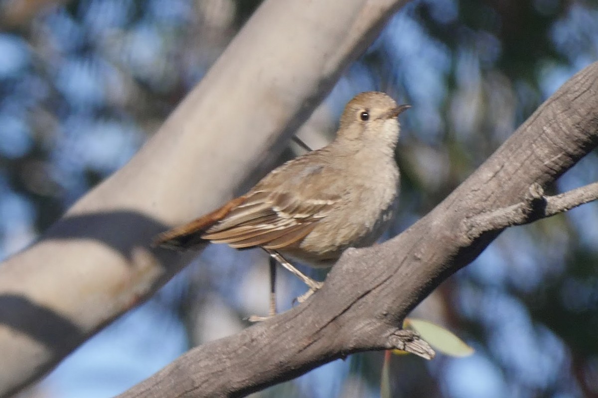 Southern Scrub-Robin - ML249102861