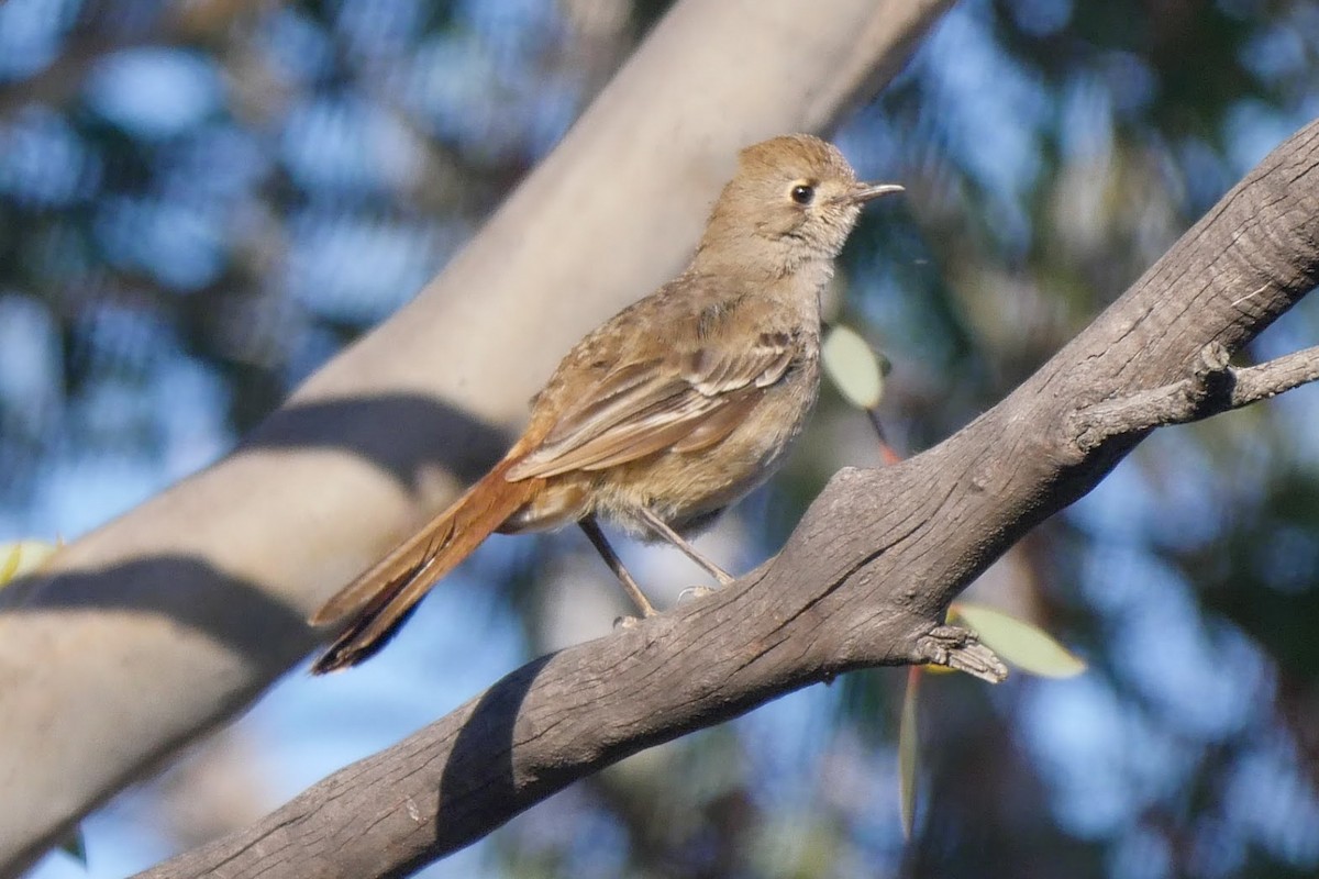 Southern Scrub-Robin - ML249102871