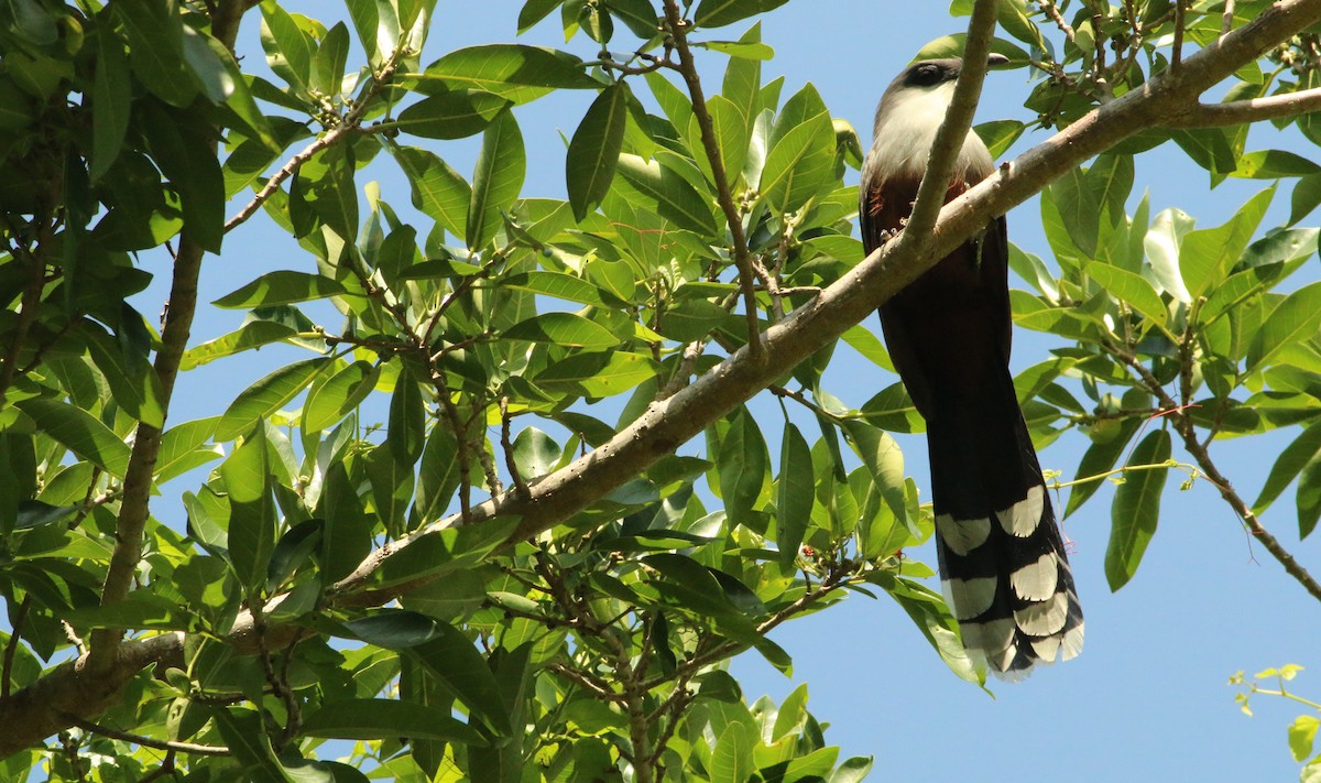 Chestnut-bellied Cuckoo - ML249102931