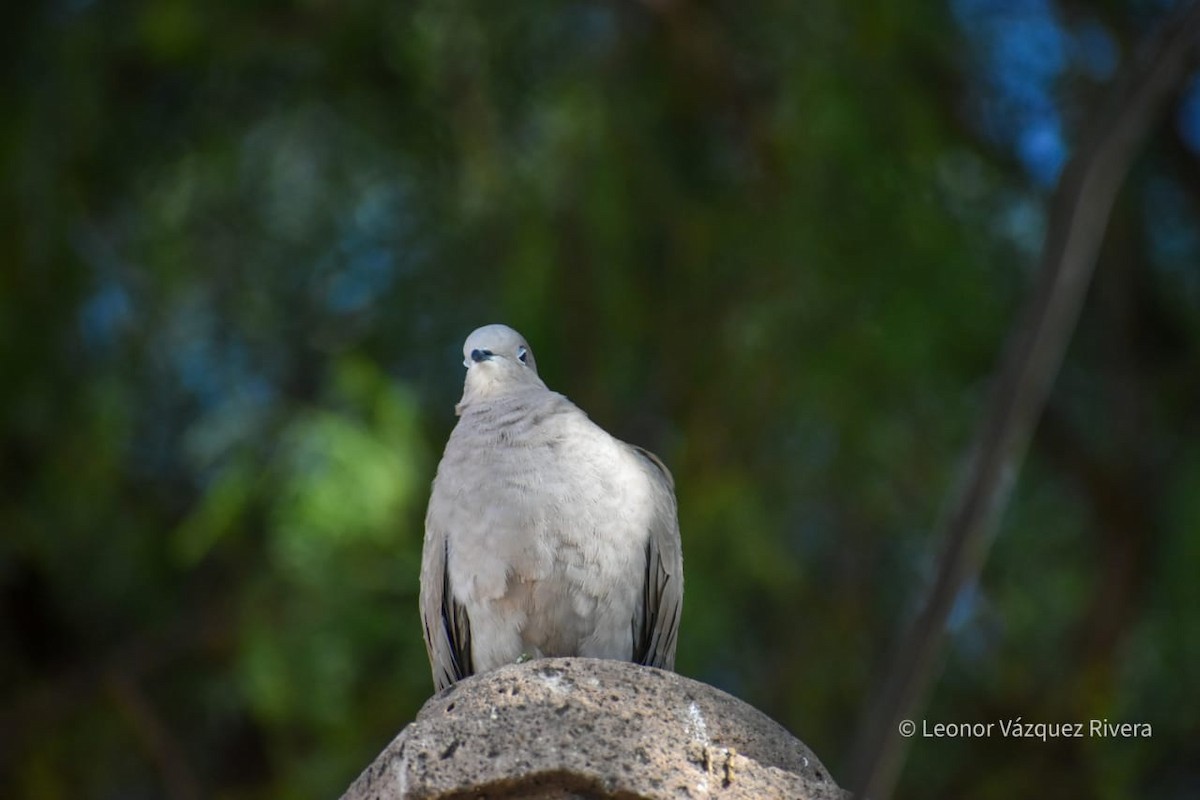 White-winged Dove - ML249103041