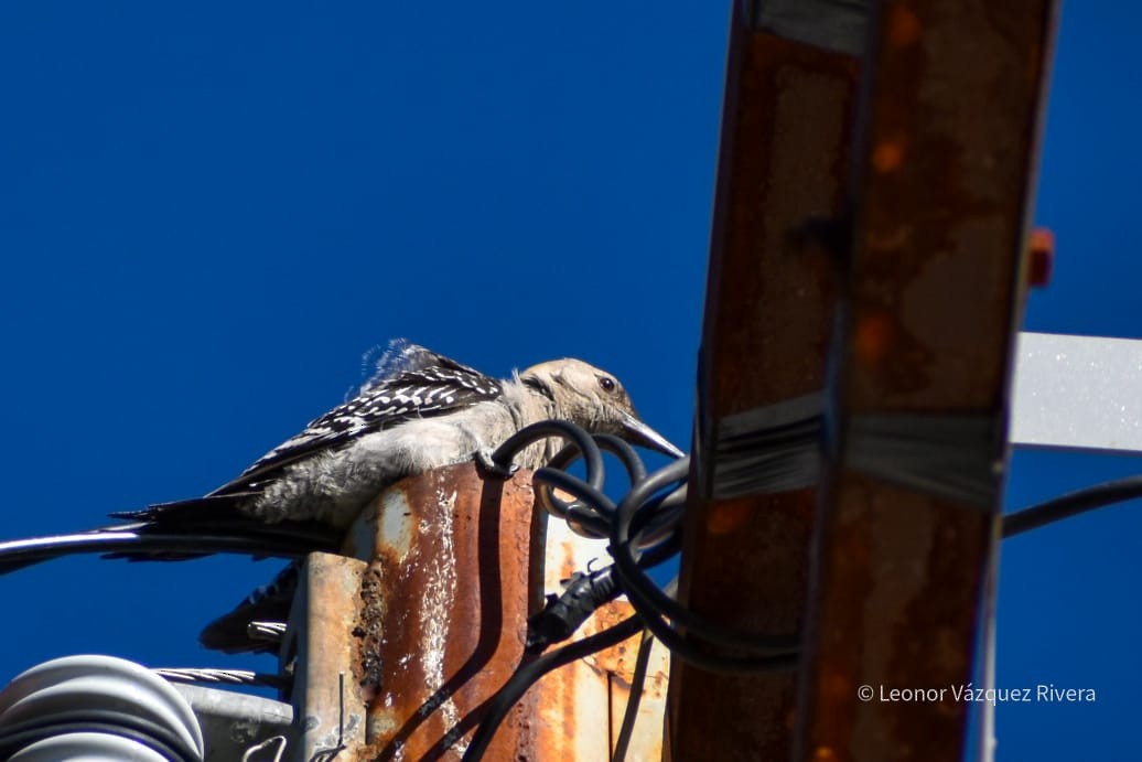 Golden-fronted Woodpecker - ML249103221