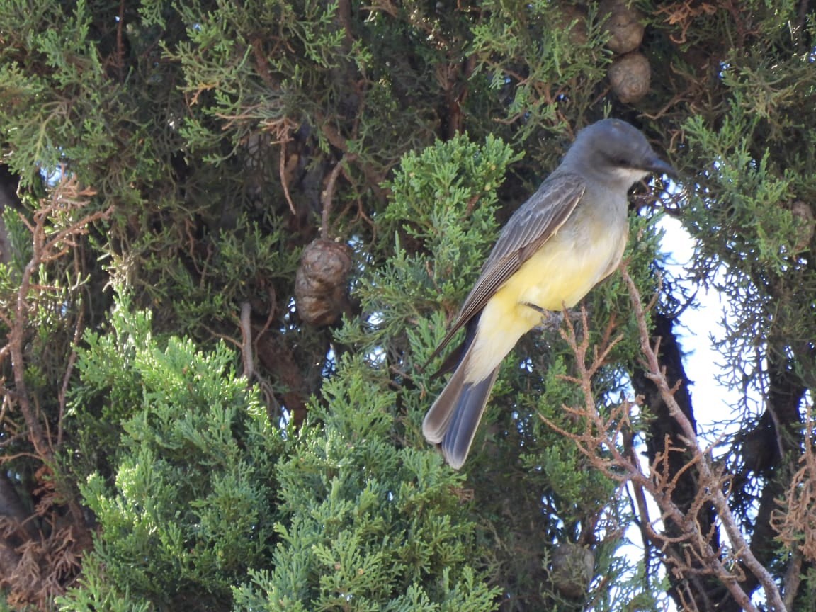 Cassin's Kingbird - ML249103301
